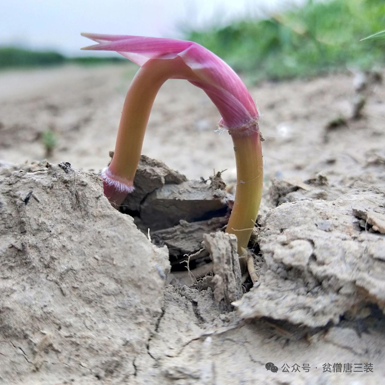 破土而出，生机盎然。