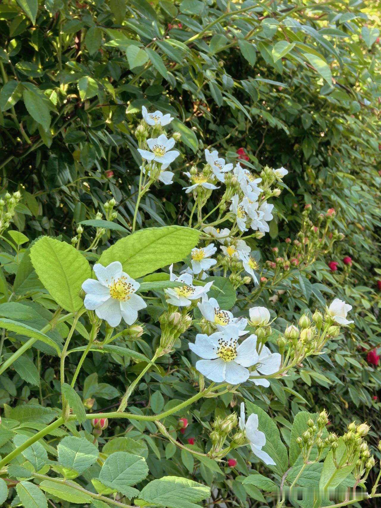 蔷薇花香袭闲人，
一句晚春林木生。
塘蛙低鸣水不语，
好似风过不染尘。