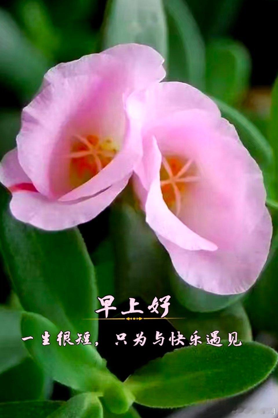 早安！一生很短，如朝露微光，悄然间，岁月已沧桑。在这浮华的尘世中徘徊，只为与快乐