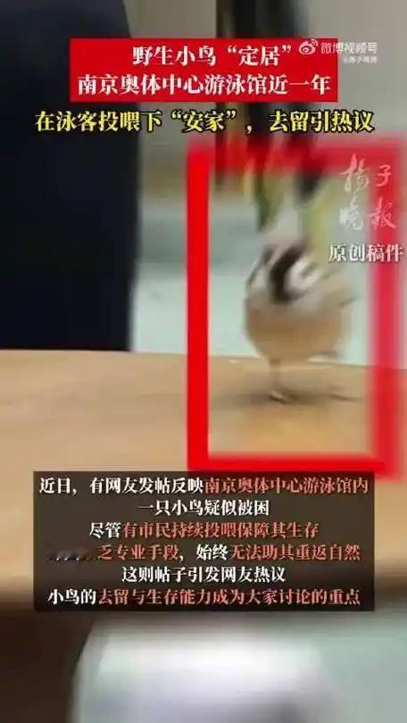 2025年2月起，一只野生麻雀误入南京奥体中心游泳馆并定居至今，在市民持续投喂下