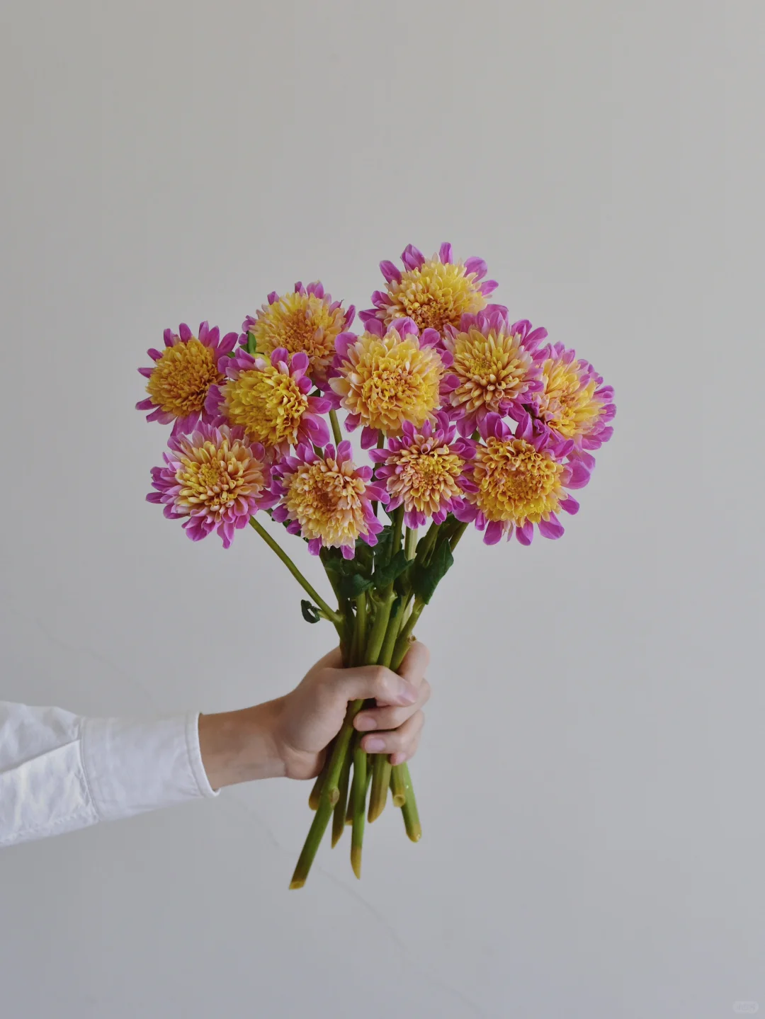 三木谷大丽花庄园·风格