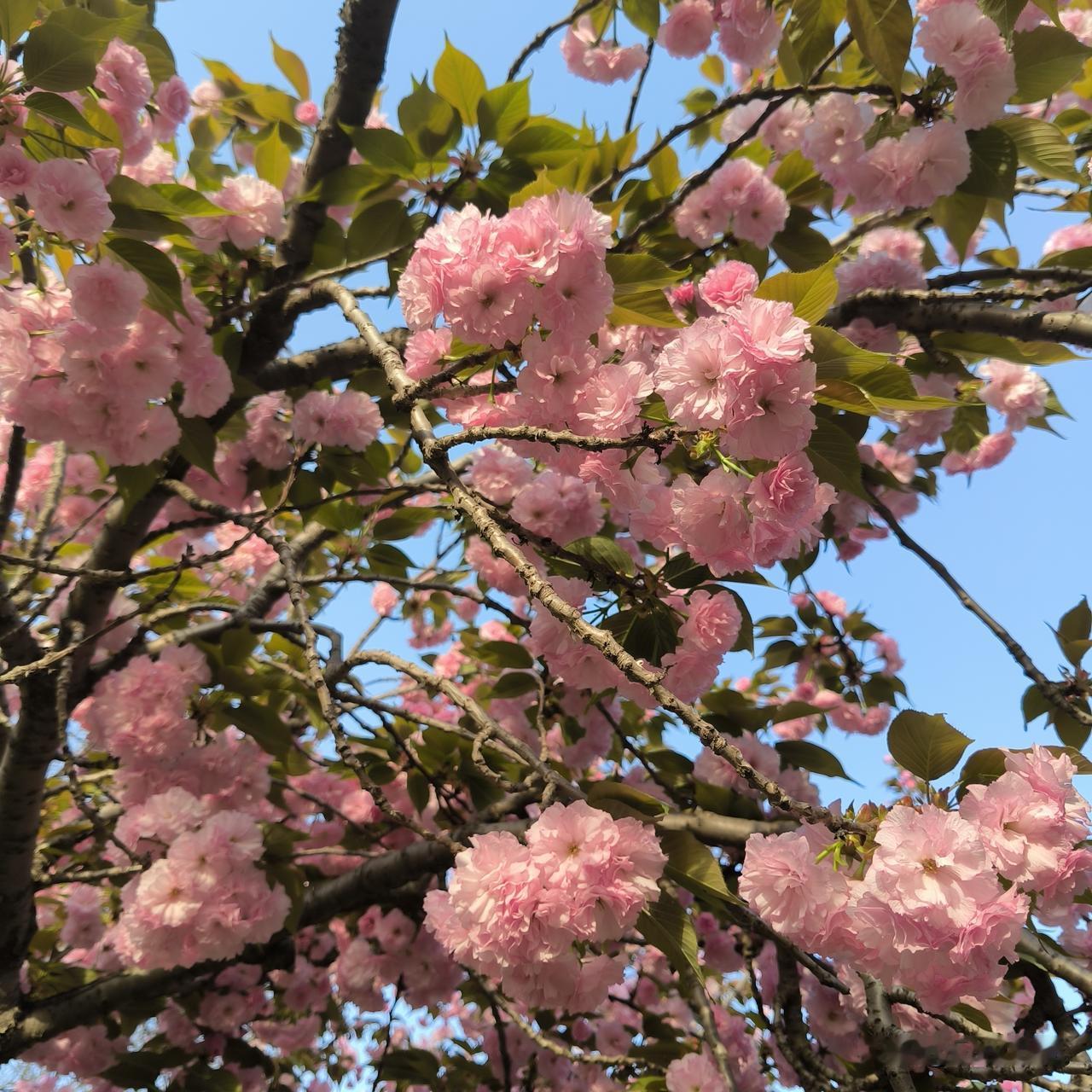 今年的清明假期我算是掏着了

清明三天假，周六周日和周一，本来今天早上一二节应该