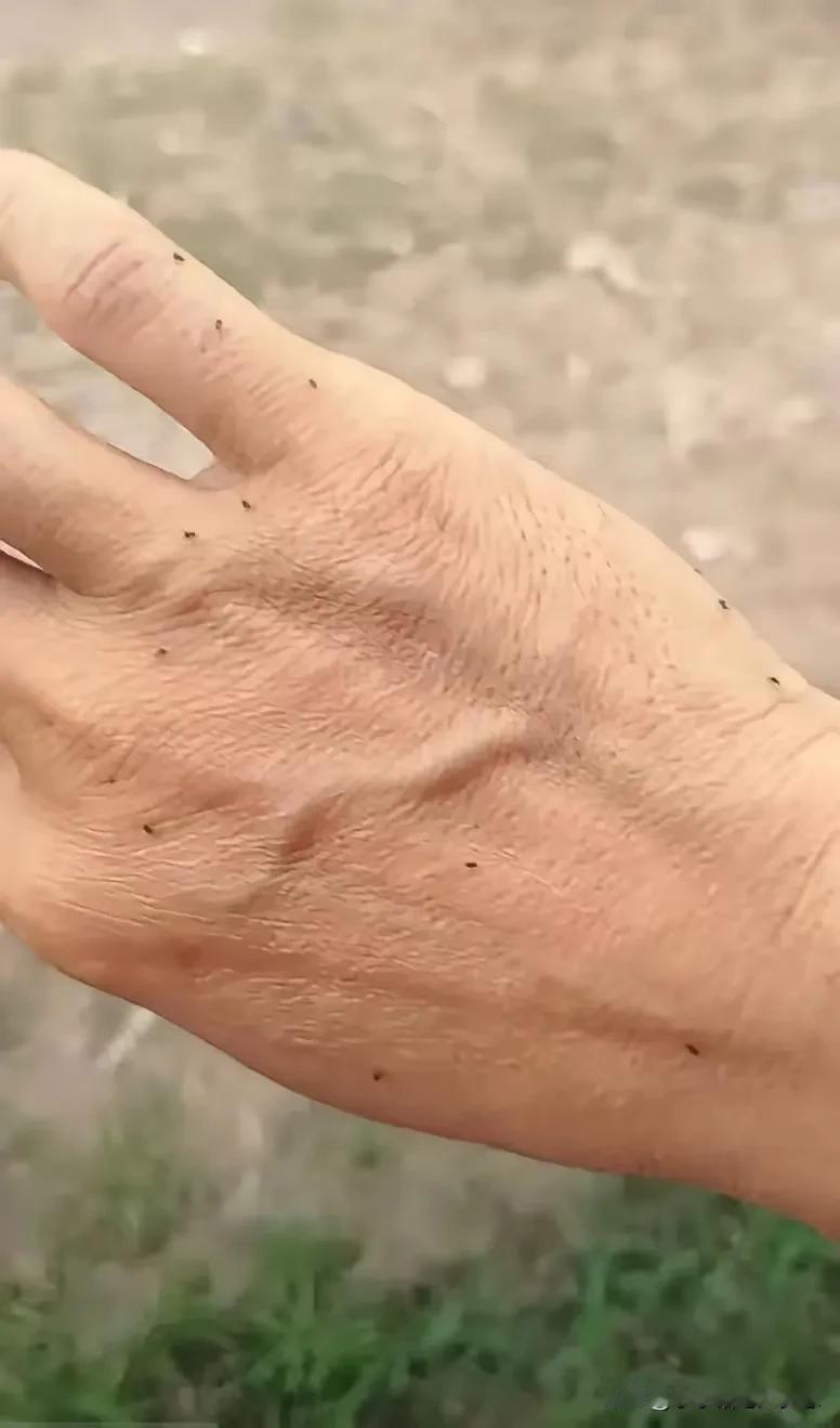 这个东西是不是只有广东才有？蚊子叮我都不怕，我就最怕这个东西，简直见缝插针的咬，