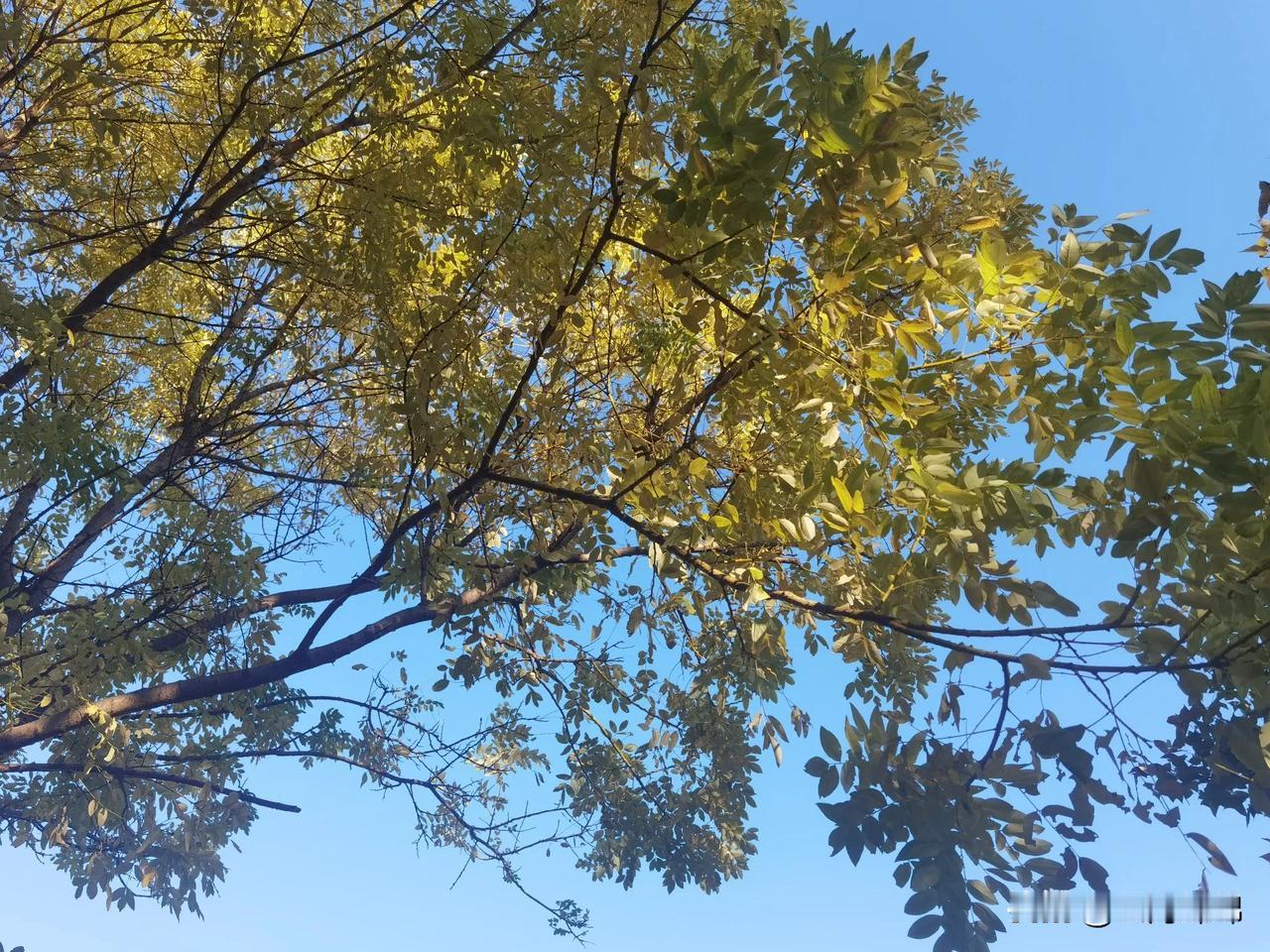 #秋日景色随手拍#
今天霜降，天气湛蓝，阳光融融，走在公园小路上，令人神清气爽，