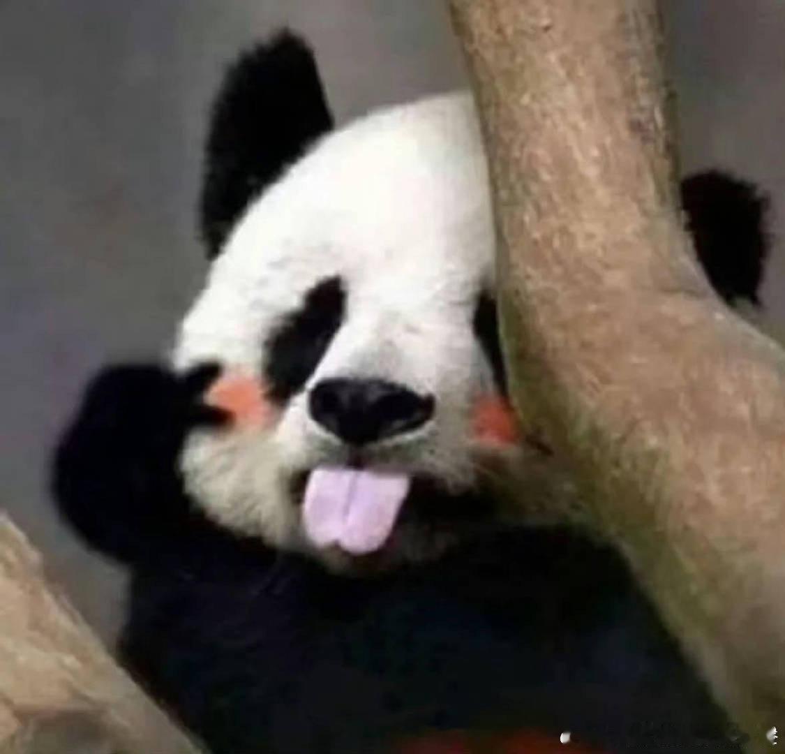 #成都地铁里有只熊猫演我上班#作为打工人真的是太能够懂了，熊猫这精神状态简直不要