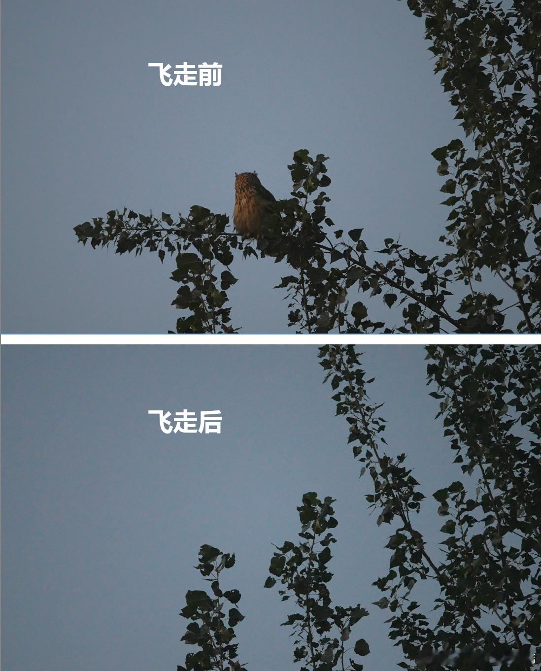 恶评！雕鸮 ​​​