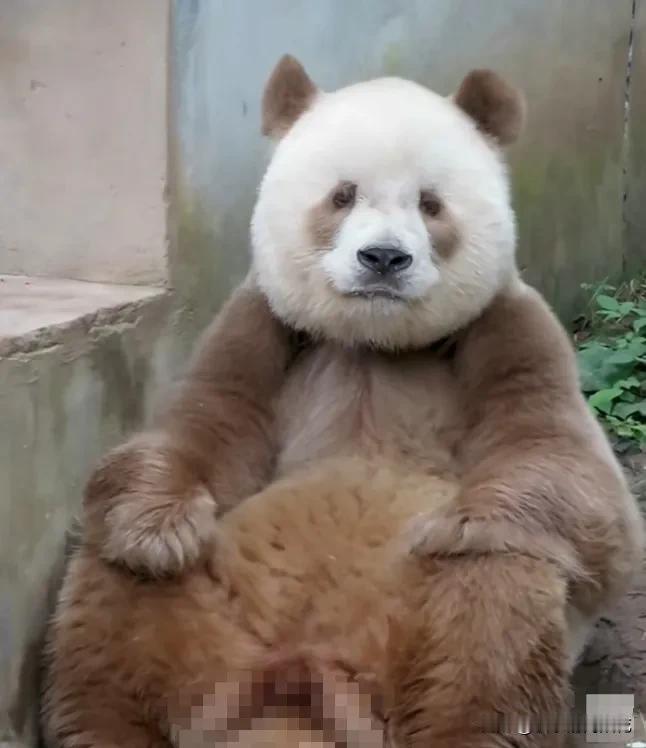 七仔在想什么呢?今天坐得这么端正，双手自然放在膝盖上，这样端端正正坐在窗口旁，偶
