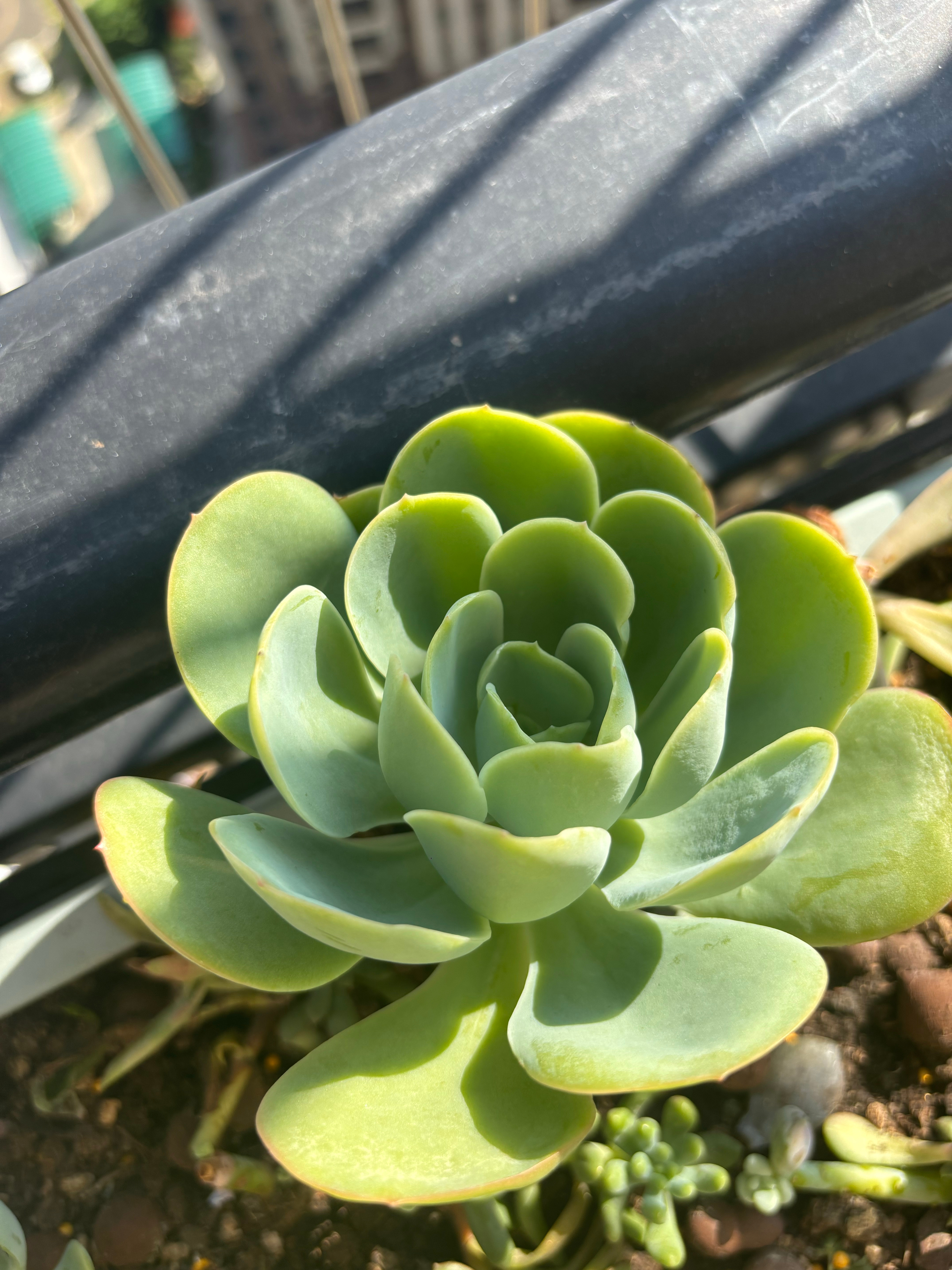 茶艺女人很恶心。绿色植物很养眼。 ​​​