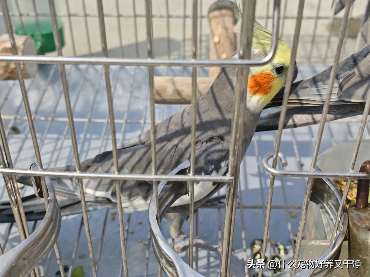 秋天温度下降了，鸟要适当冻一下，让它们知道冬天很快要来，准备换毛。#玄凤鹦鹉# 