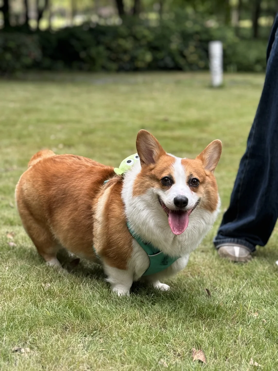 今天是好朋狗纪念日🐕