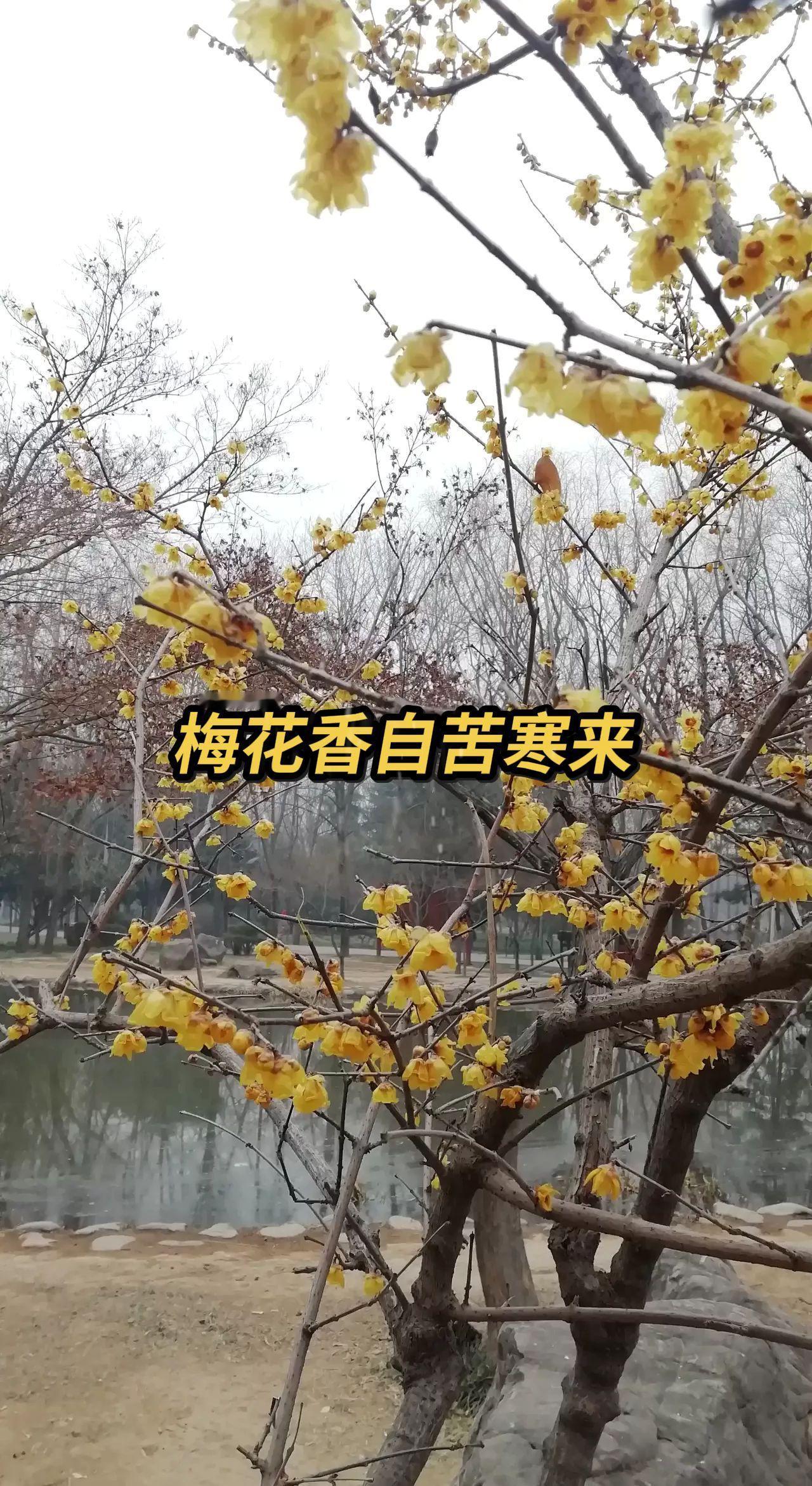 此情此景，想起那首《梅花三弄女！记录家乡美景 我用摄影看世界 抖出你的家乡美景 
