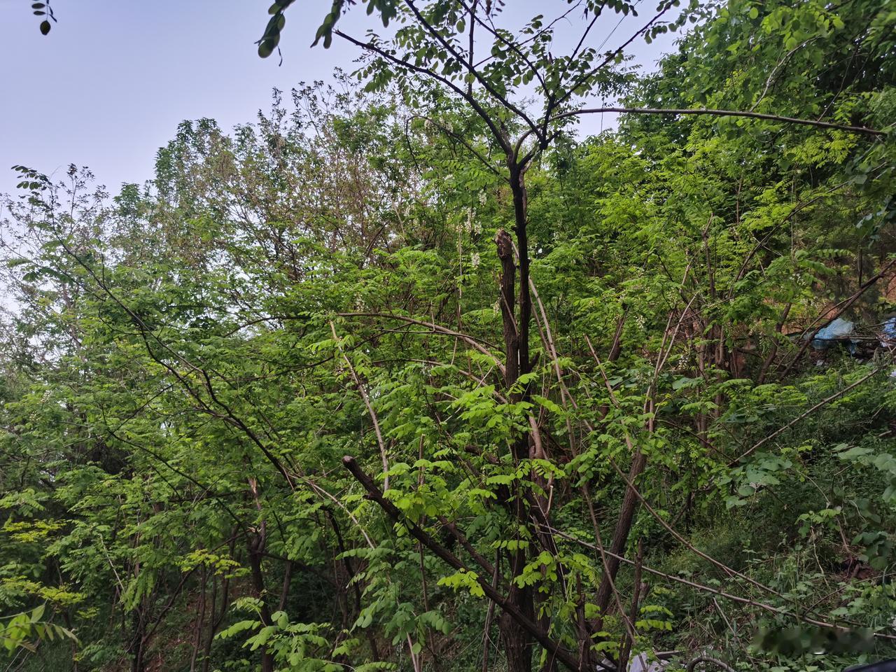 今儿回家路上瞧见一片树林杨槐花开得正盛，没忍住就摘了些。杨槐花那清甜的味儿，闻着