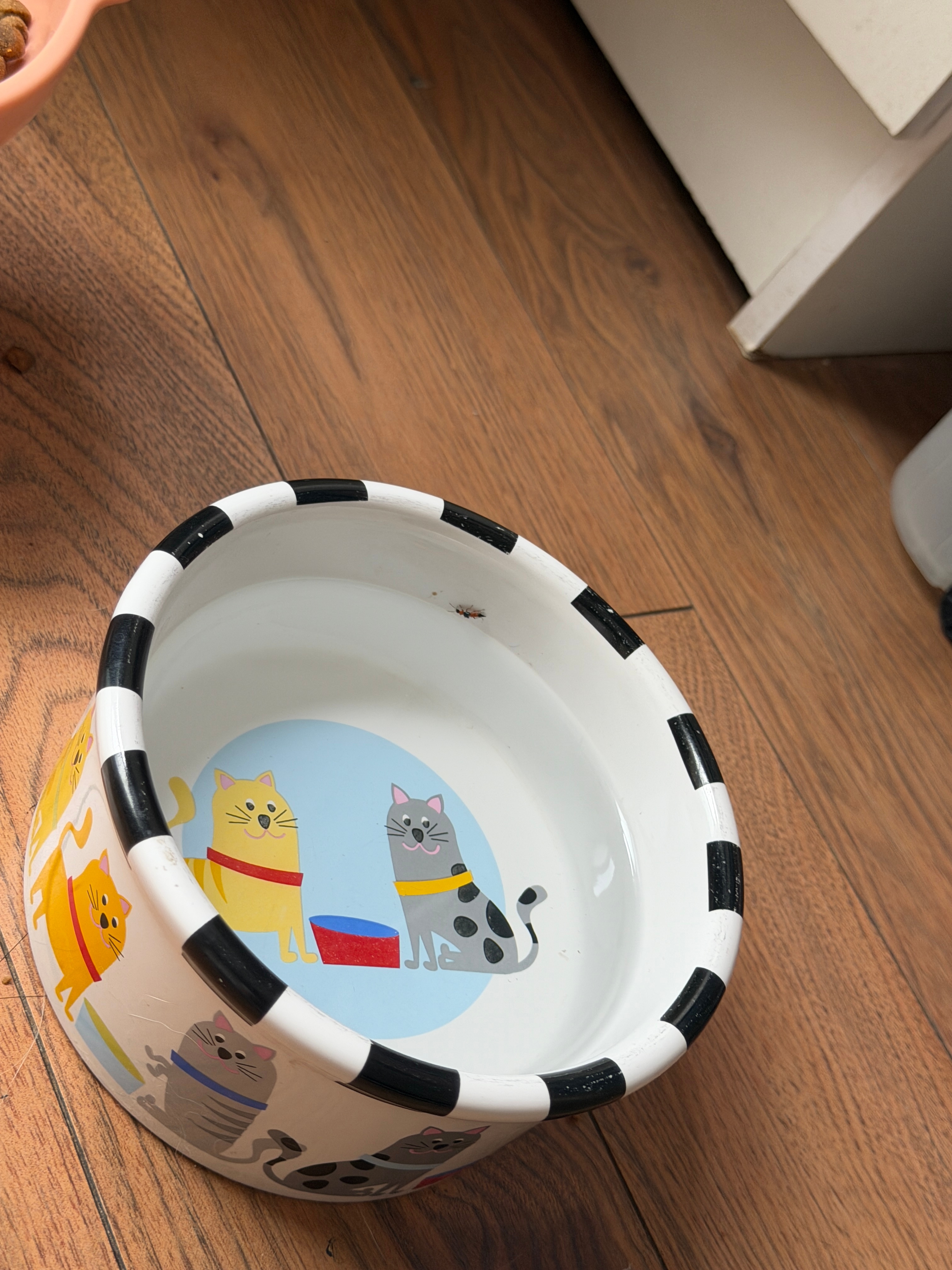 也是赶了回潮流家里飞进来隐翅虫了……还趴猫水碗里。我立刻拿水淹了冲马桶了…… ​