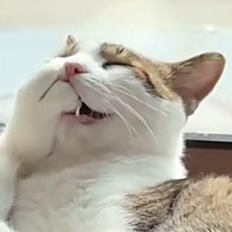 小猫睡觉把jio塞同伴嘴里 咪咪！闻到爆米花味没！！！