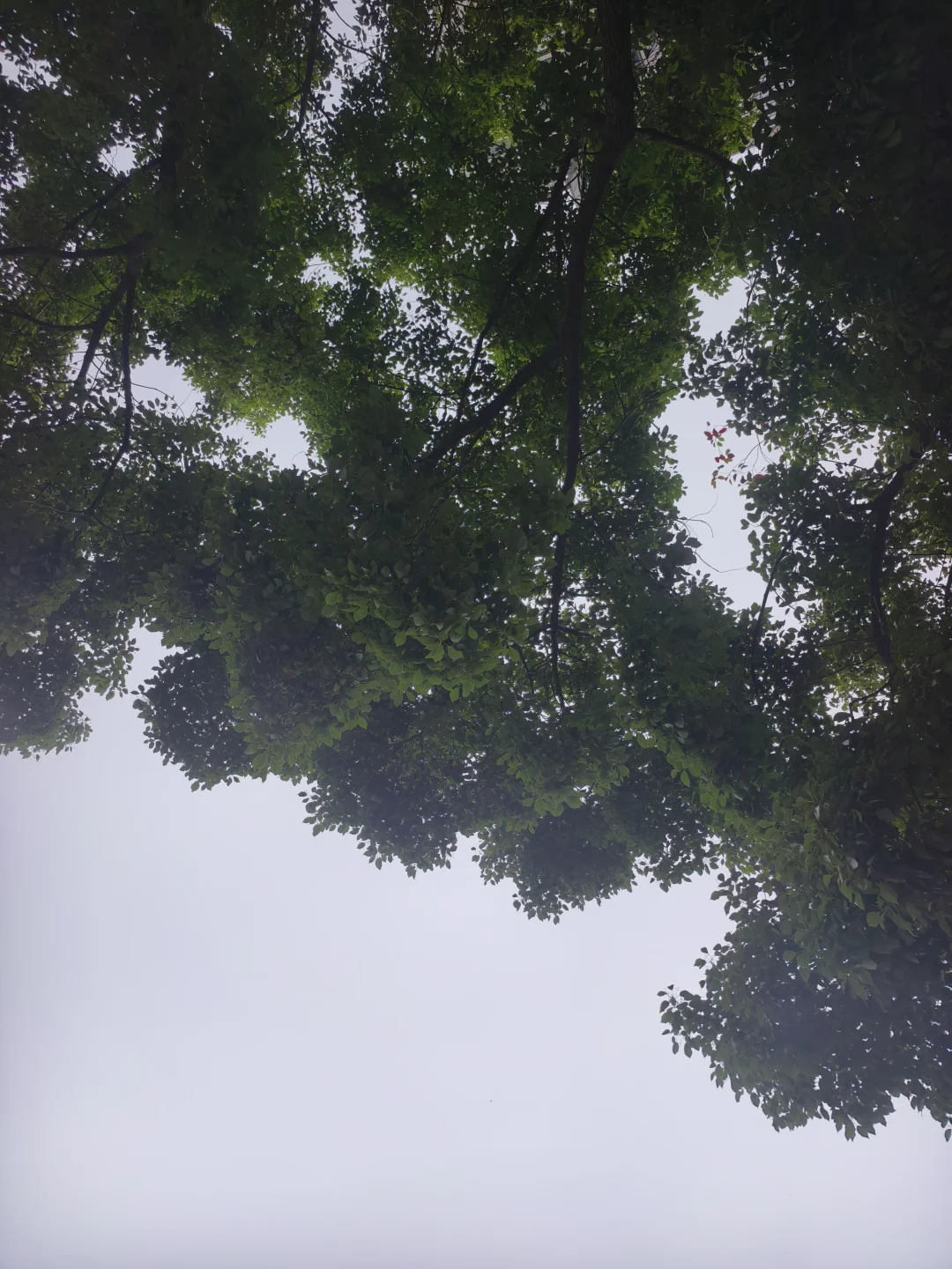 雨天的树，绿的！