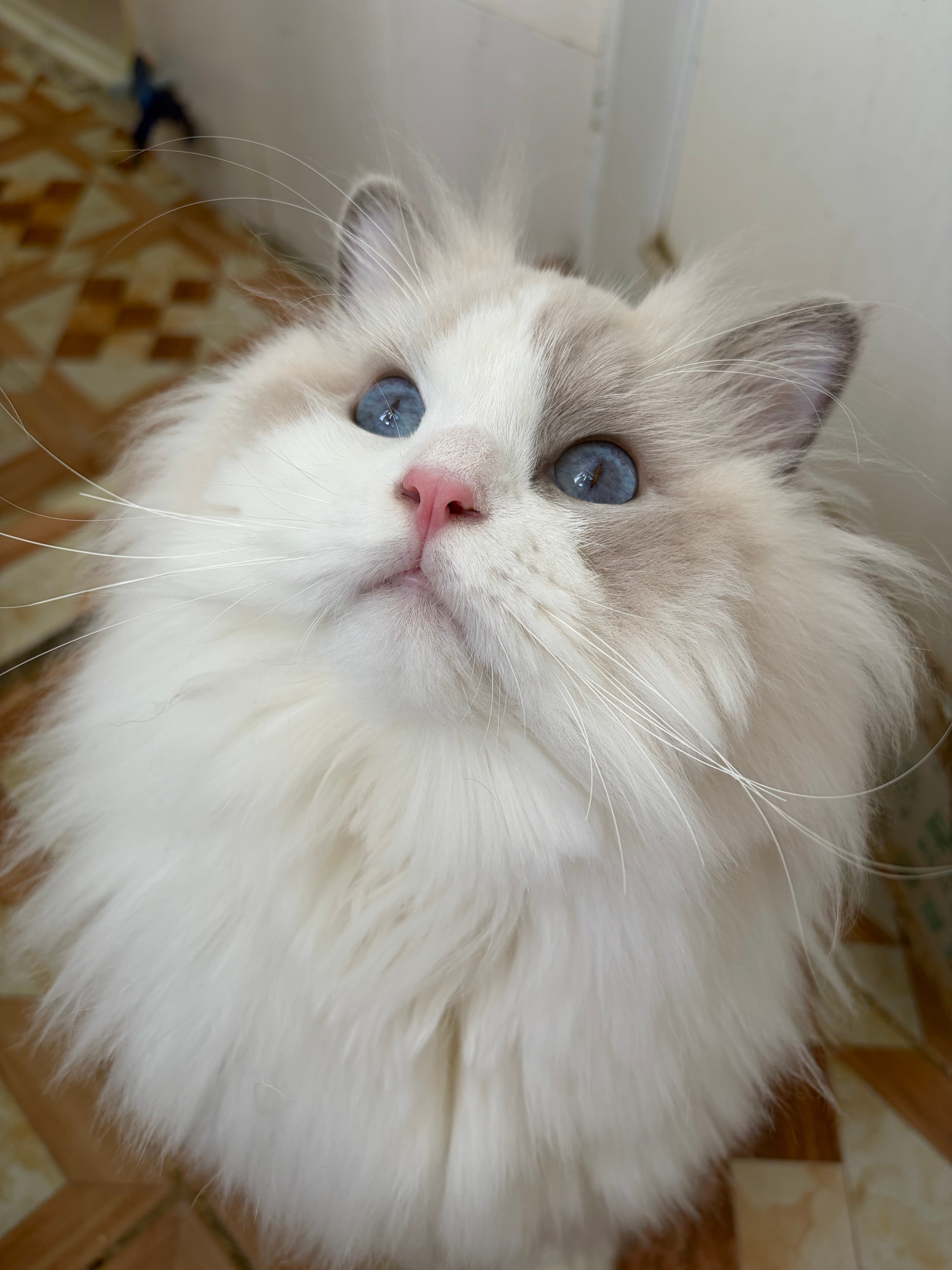 最漂亮的小猫 ​​​