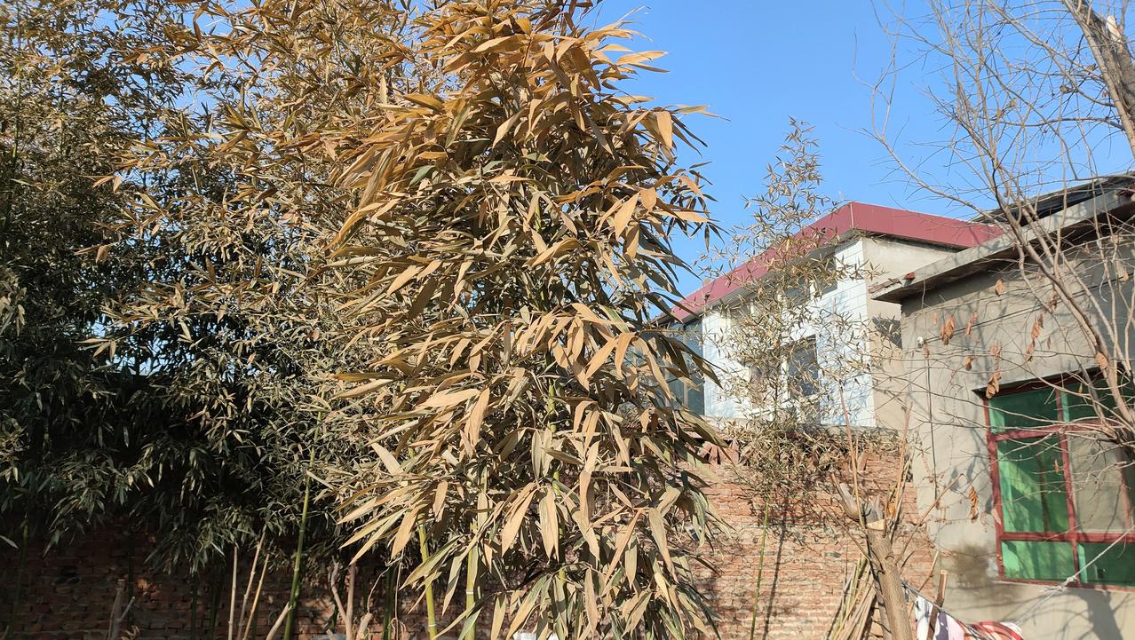  
今天二零二四年正月初四，鸡泽今天气温0/18度。
从大年初一开始，让人感觉到