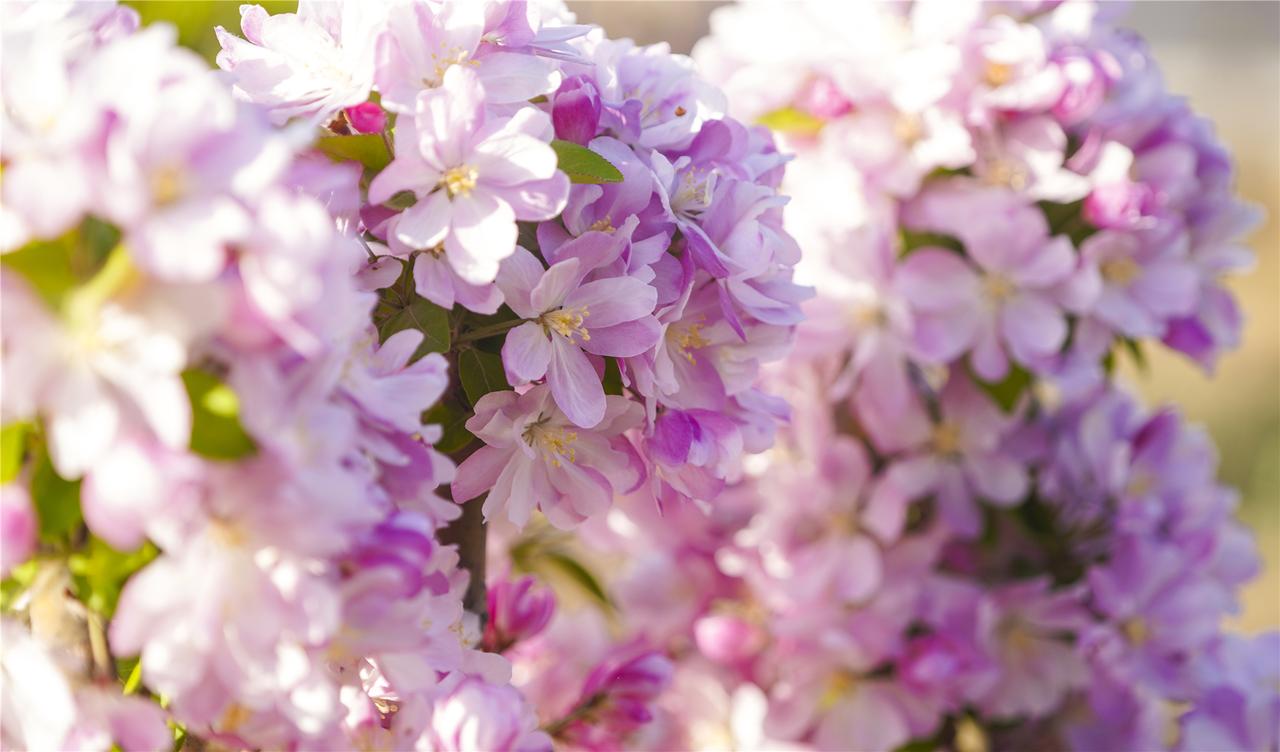 赏花🌸 人间四月天