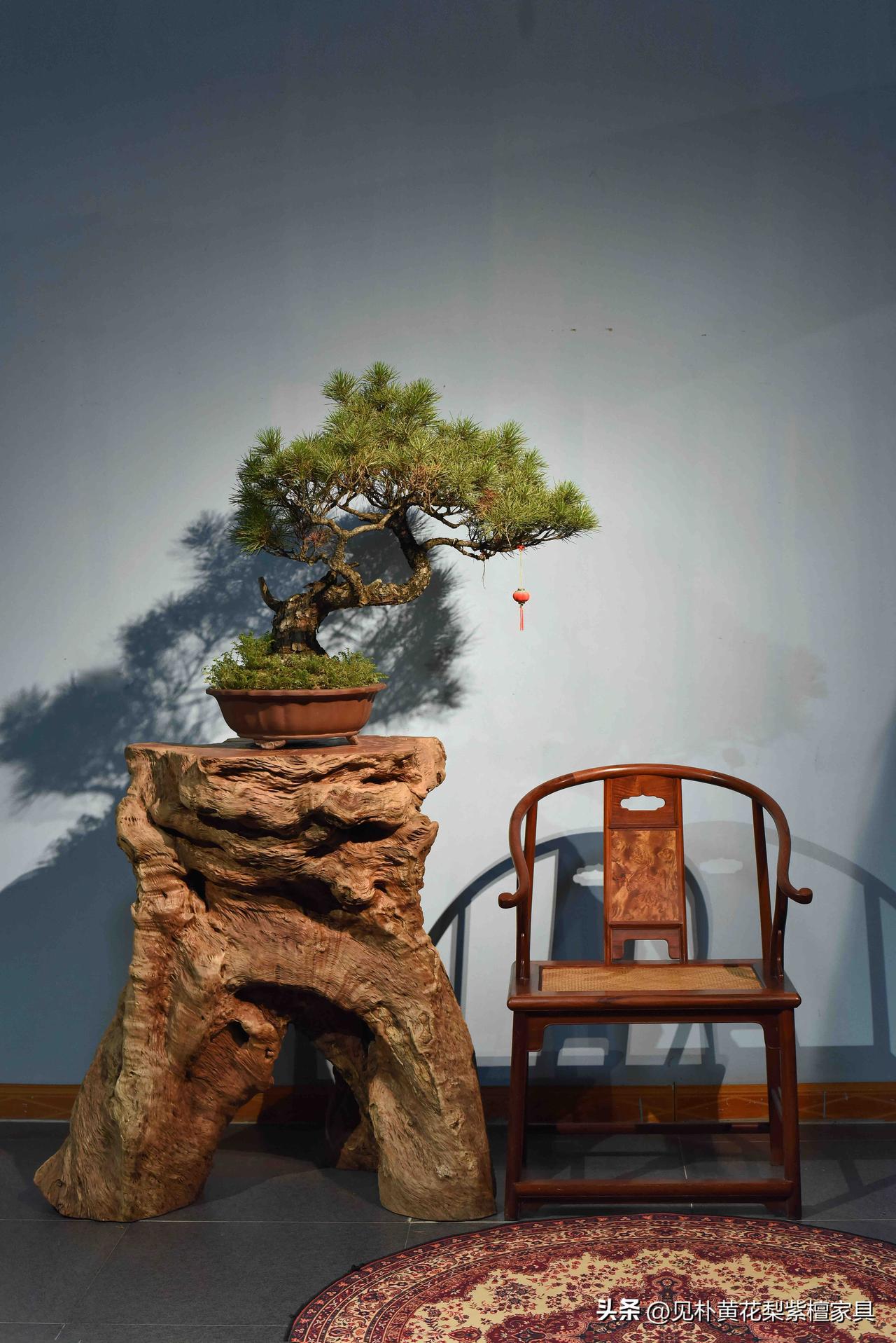 自然界最奇妙的木纹，波浪回旋、层层翻卷！
龙眼木（桂圆木）花架树桩
古拙根雕花架
