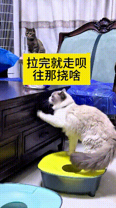 哈哈这小猫也是搞笑，明明乖乖知道去猫砂盆上厕所，这点倒是挺懂事。
完事不往猫砂里