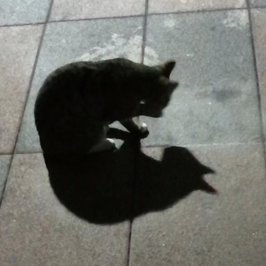 网友（随手拍）孤独的流浪猫，天寒地冻，不知道会不会找到安身的窝。