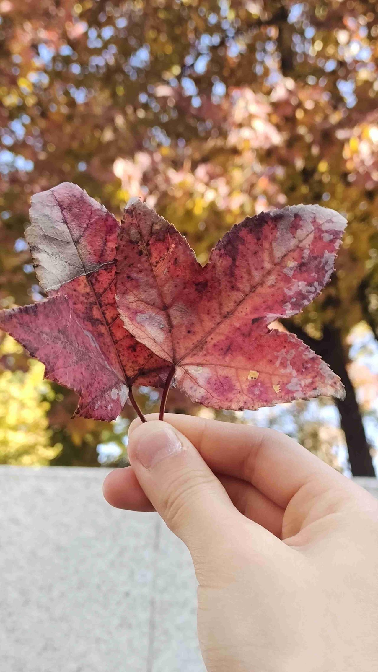 我的今日状态：😁轻松愉快
我这里的天气：☀️晴天