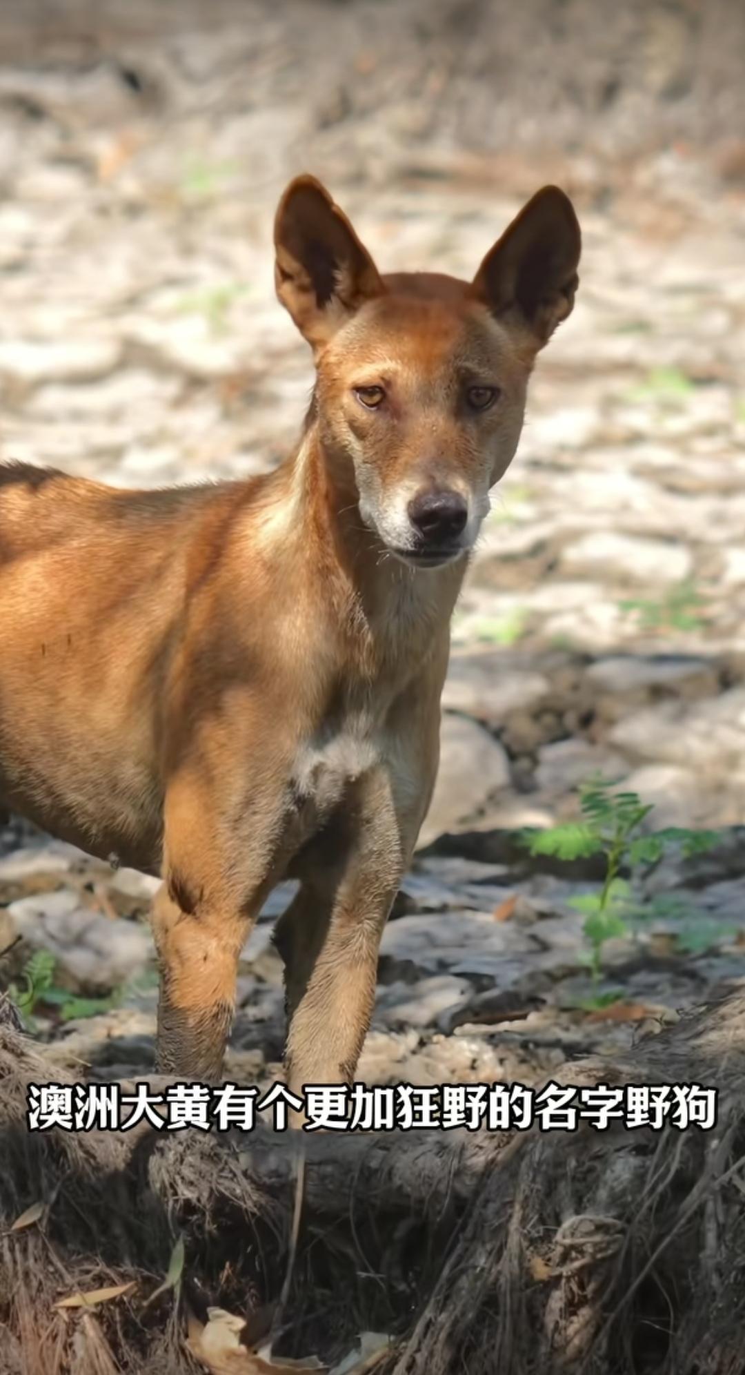 中国大黄成为澳洲顶级掠食者。
（如图所示）源自中华大地的中华田园犬，也就是“中国
