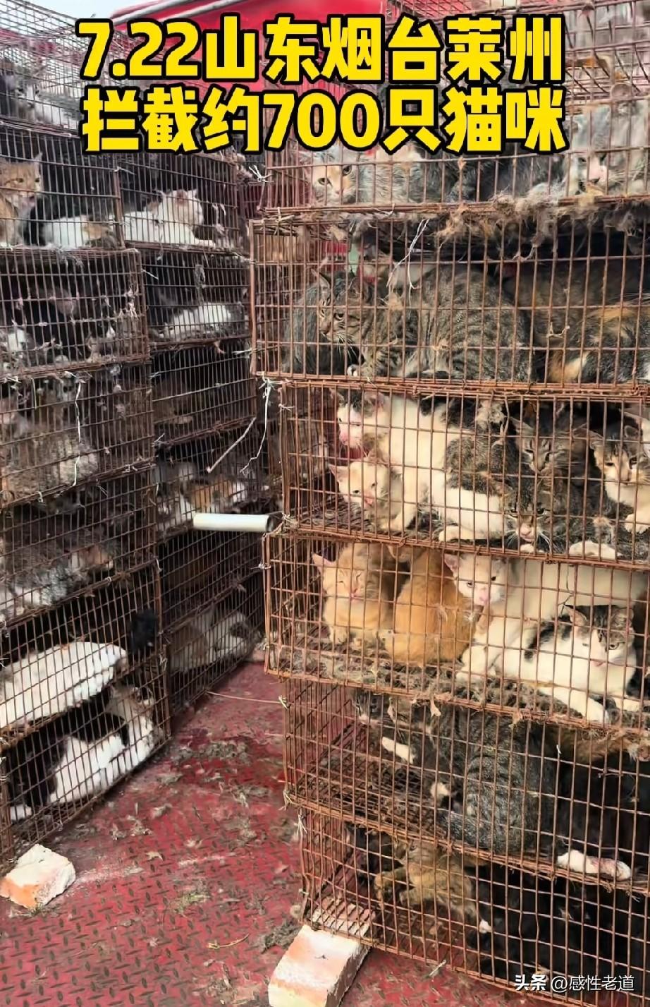 你以为偷猫的人都是把猫咪拿回家里做宠物吗？其实都是拿去吃，近日，莱州警方通报破获