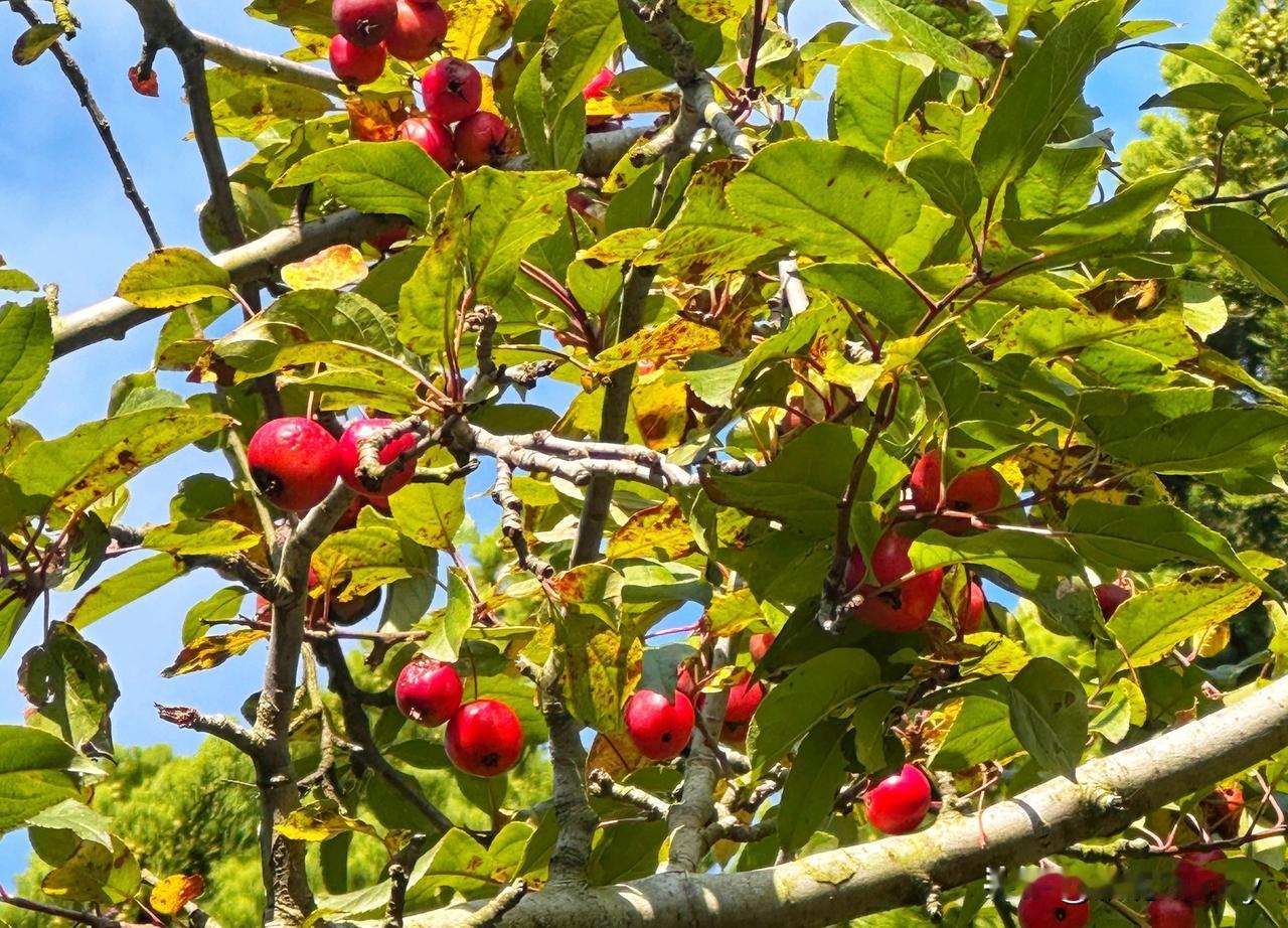 《公园的秋，是打翻的调色盘》

蓝天是块干净的画布
第一笔，先落满山楂的朱砂
小