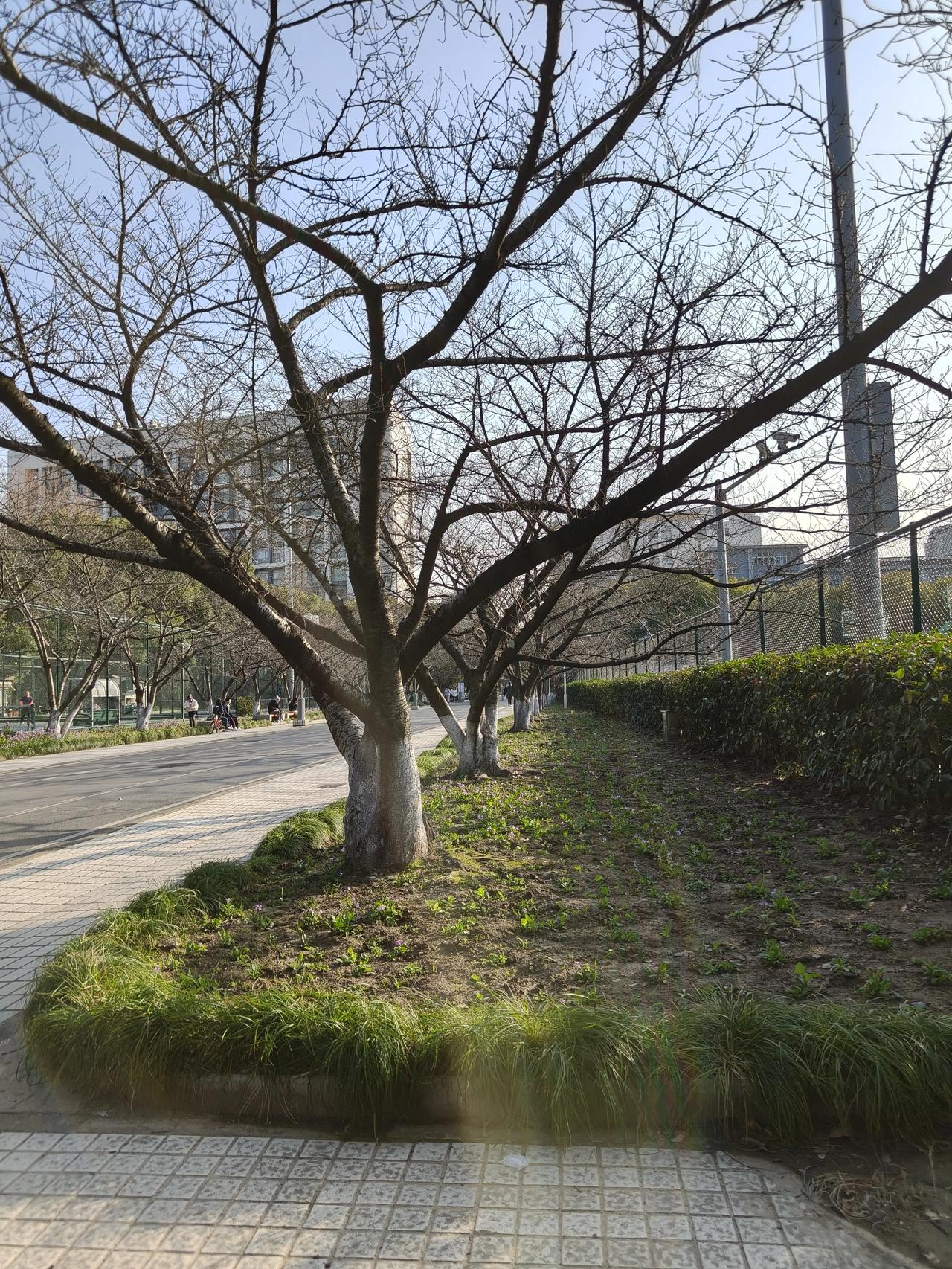 继续分享昨天午后同济校园随手拍实景图~

话说现在一年都去不了几次，最主要不方便