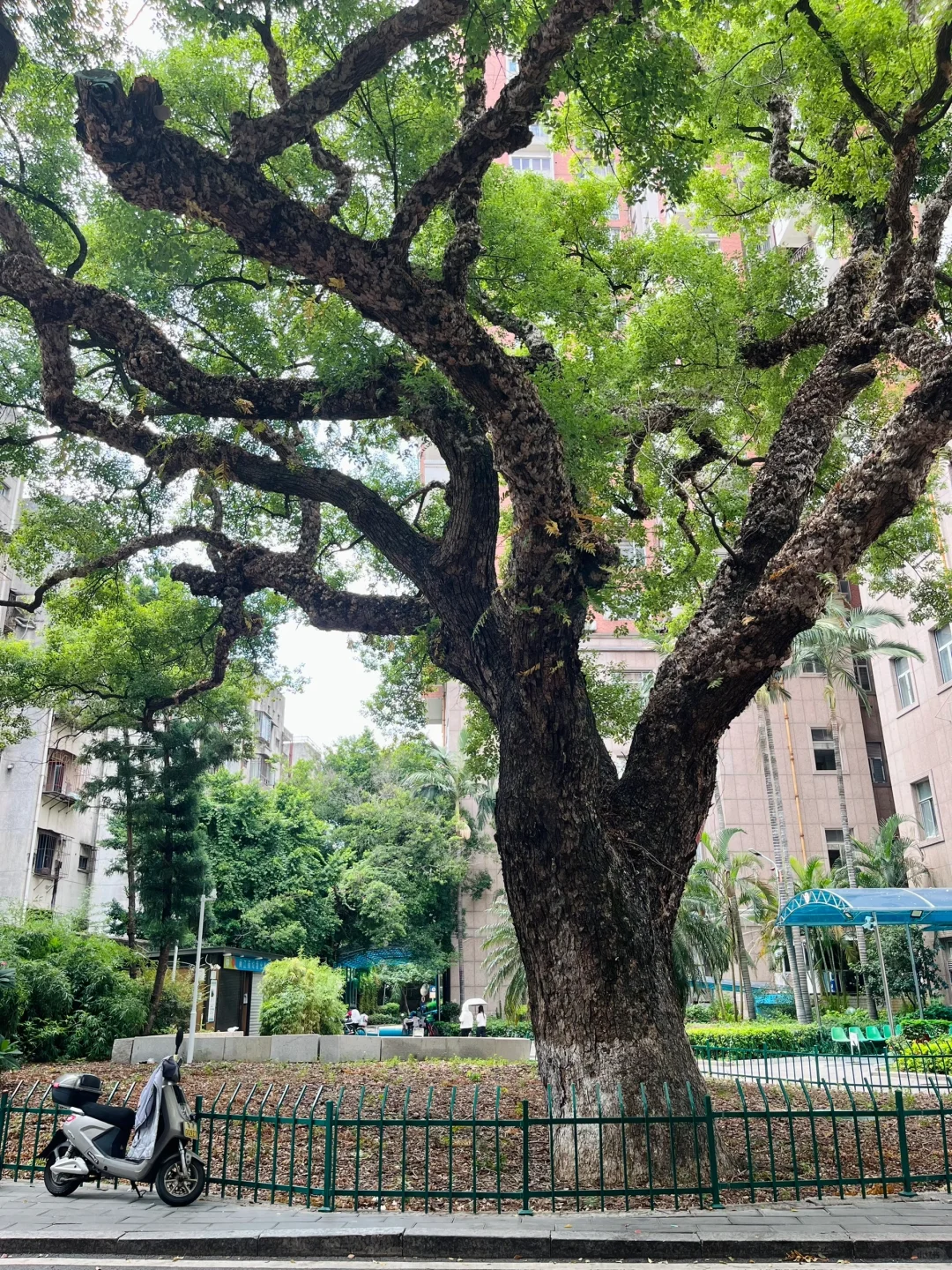 福州古树名木18｜福州鼓楼编号第一的古树