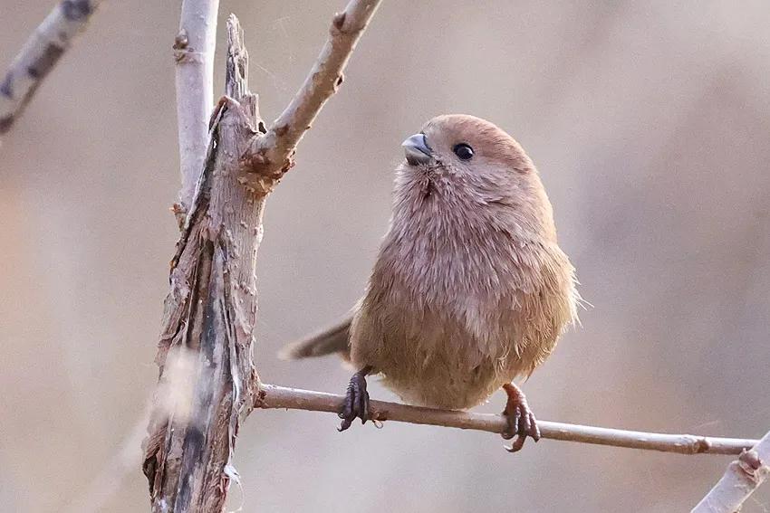 颐和园里的棕头雅雀
生态鸟类瞬间 图文原创