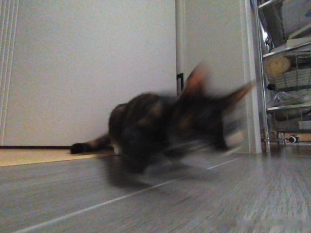 49071【丑猫】大老鼠 