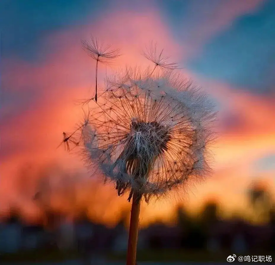 人总说顺其自然，其实是别无选择。 