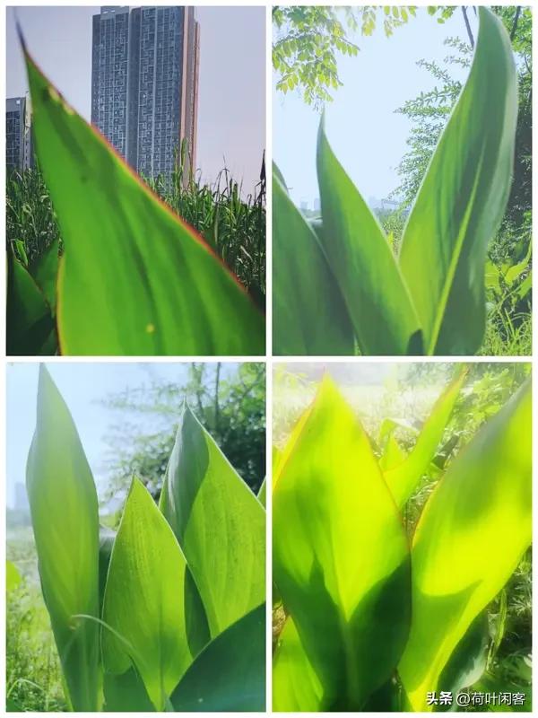 【水调歌头】初夏感怀
荷叶绿波滚，
榴朵赤盅端。
黄梅时节多雨，
青草水塘喧。