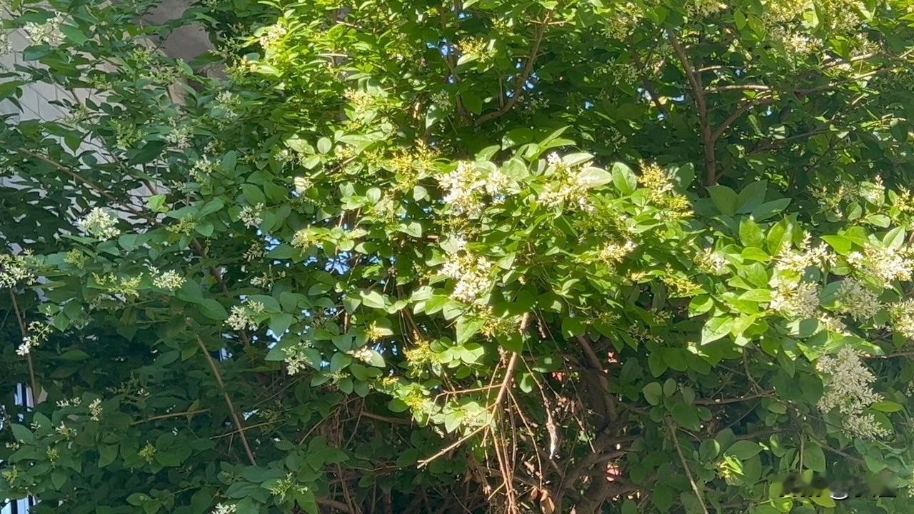 今天出去散步，居然发现了一棵晚丁香！那花美得简直让人移不开眼。
紫如霞云白似雪，