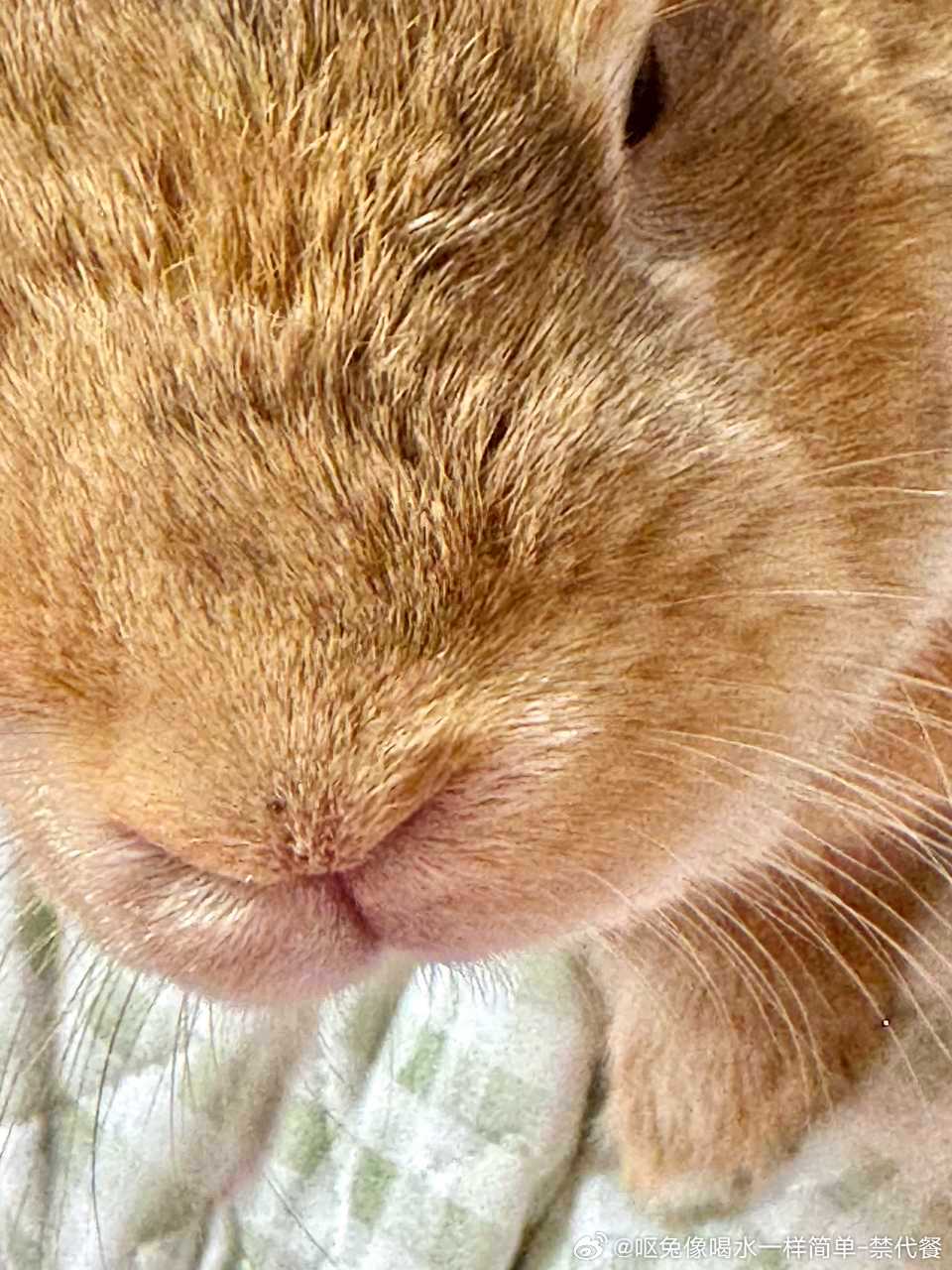 14193🐇【兔】亲亲 