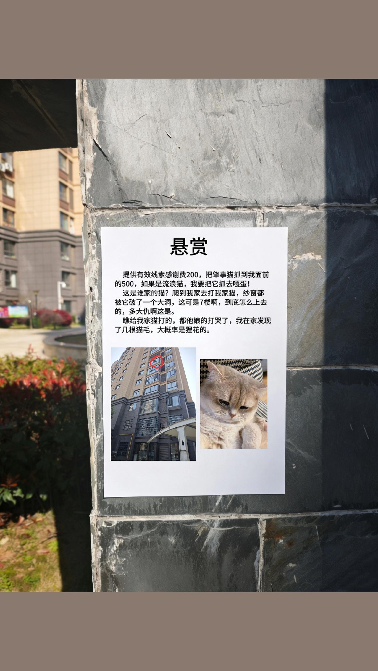 江西省上饶市某小区看到的，这就不得不为狸花猫说几句公道话了，难道就不能是橘猫或者