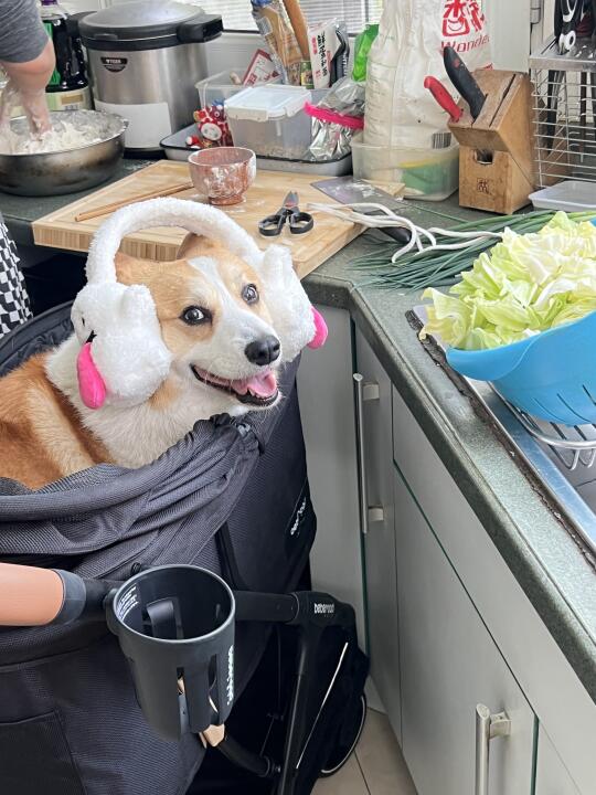 抓到了一只陪妈妈包馄饨的小狗