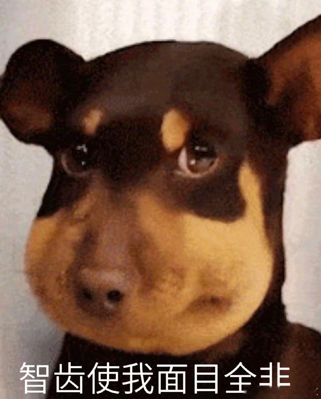 俺们王总长智齿就这样变成了蜜蜂小狗智齿！离王源远一点！！ 