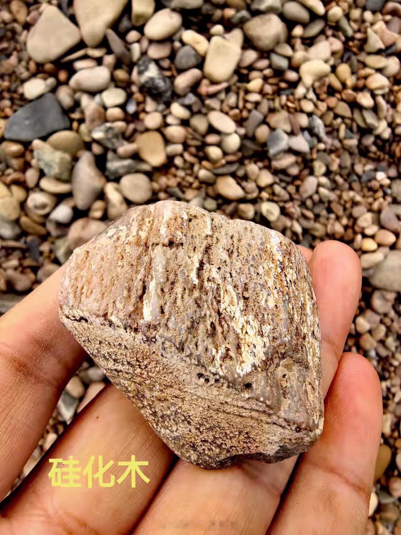 深圳湾入海口，沙滩上捡拾的小石头。图一，小黑石头是不是有古人加工的痕迹？