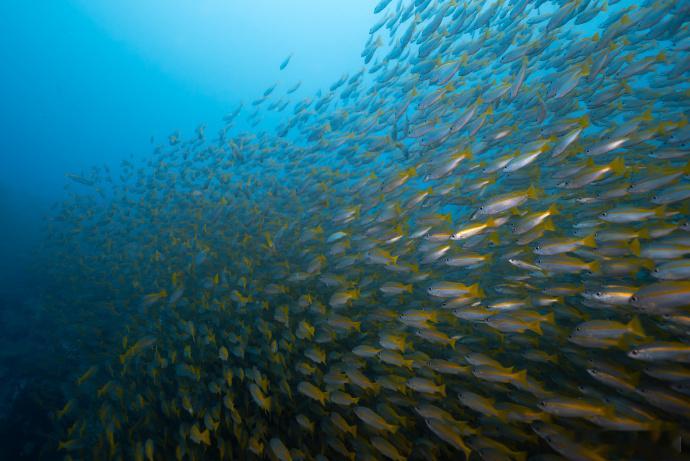 #李现水下摄影梦回河神# 李现的水下摄影初体验，宛如一幅梦幻画卷徐徐展开，让人瞬