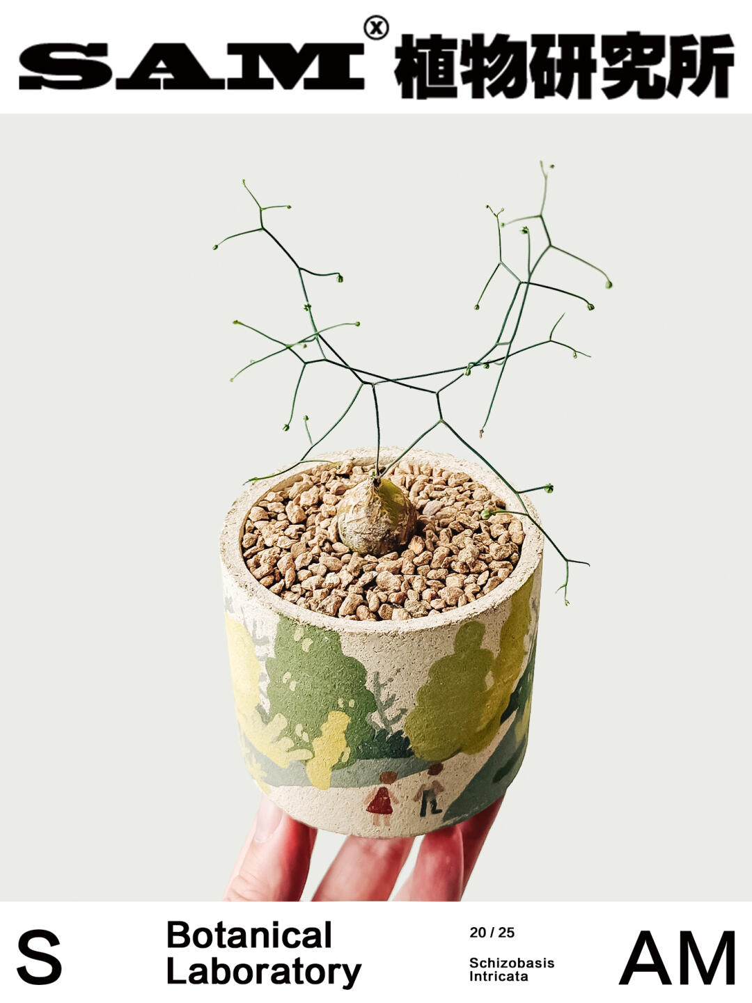 丝叶苍角殿｜Drima Intricata