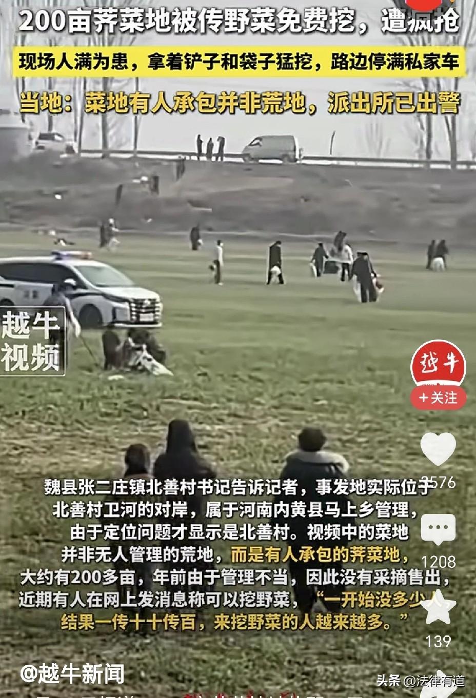 200亩荠菜地被疯抢：“免费”的谣言，掩盖不了“贪婪”的本性。

3月12日，一