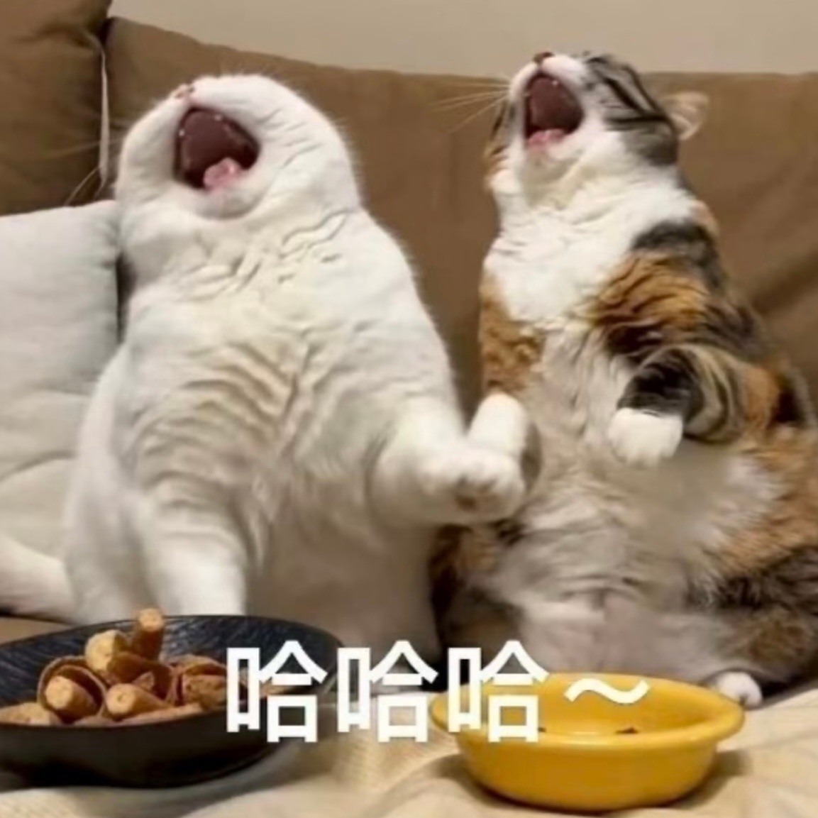 看到说盲冢是全明星阵容，把我笑的 
