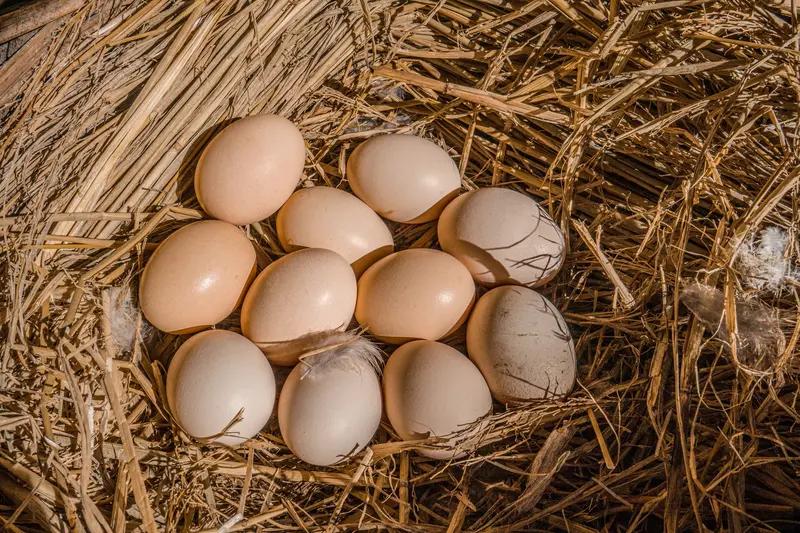 我家的70后婆婆，总带着一股子实在热乎劲儿。她爱把攒下的土鸡蛋塞给我，念叨着“城