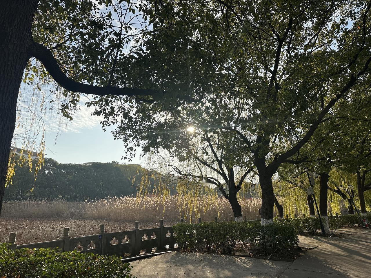 公园遛弯儿拍美景湖边的垂柳随风飘动，景色真美。