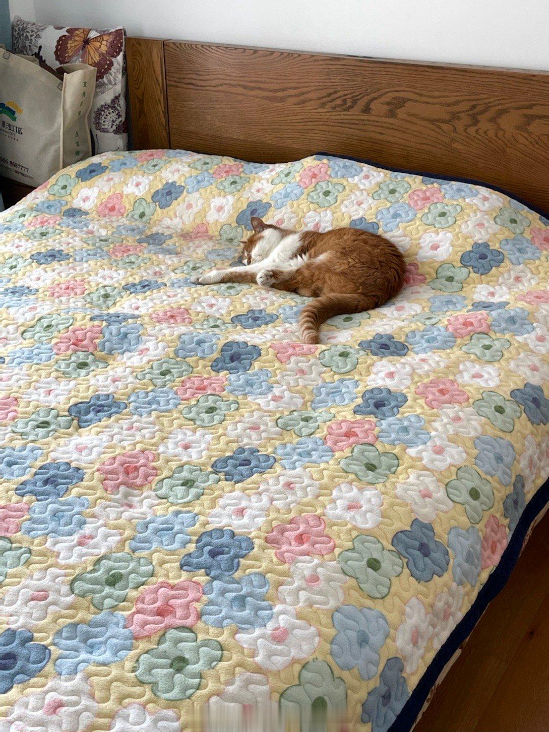 #萌宠那些事[超话]# 在哪里睡得更舒服？28度的卧室毛绒绒的床上，还是25度的