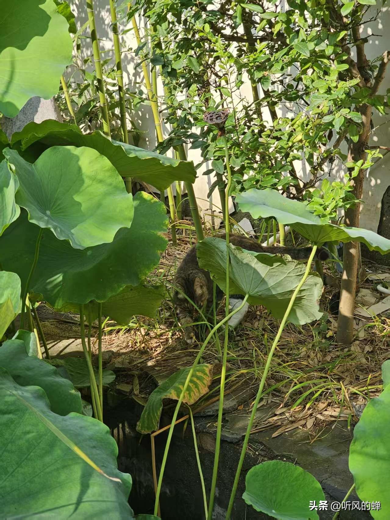 家里一个邻居，今年五十四岁，一辈子单身，一个人过日子。

在我们村子里，他是出了
