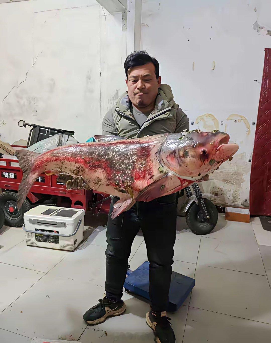 鱼儿长了一米多长，长了七、八十斤，长了几十载春秋岁月？水中的日月啊，你们是火焰吗